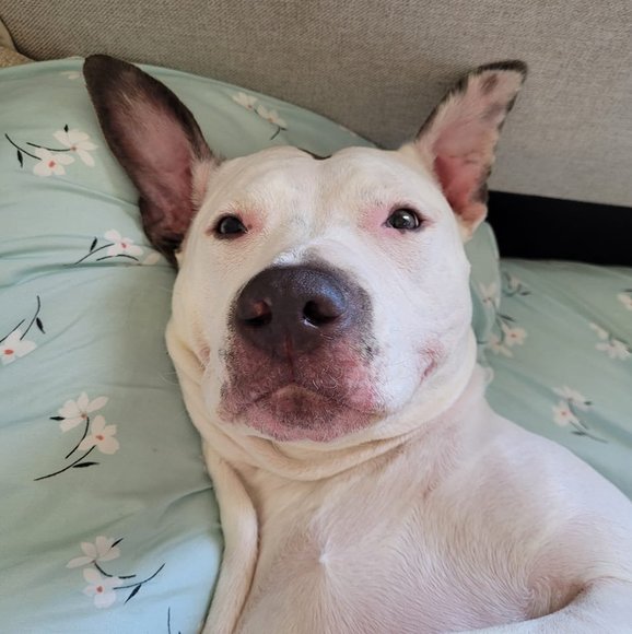 Meet your Posher, Shanna - Picture 1 of 1